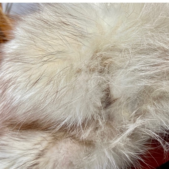 Vintage, Astrakin, France Gray Persian Lamb Swing Coat (tj1120)  This swing coat - Picture 16 of 16